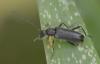 Grammoptera ruficornis